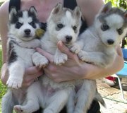  Affectionate Siberian husky puppies.Text now at (240) 54 58 287